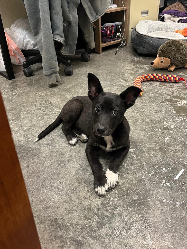 Enlarge Honor, a Adoptable mixed breed in Neosho, MO image 2/6