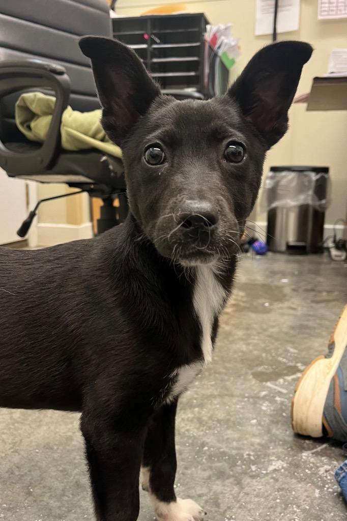 Enlarge Honor, a Adoptable mixed breed in Neosho, MO image 3/6