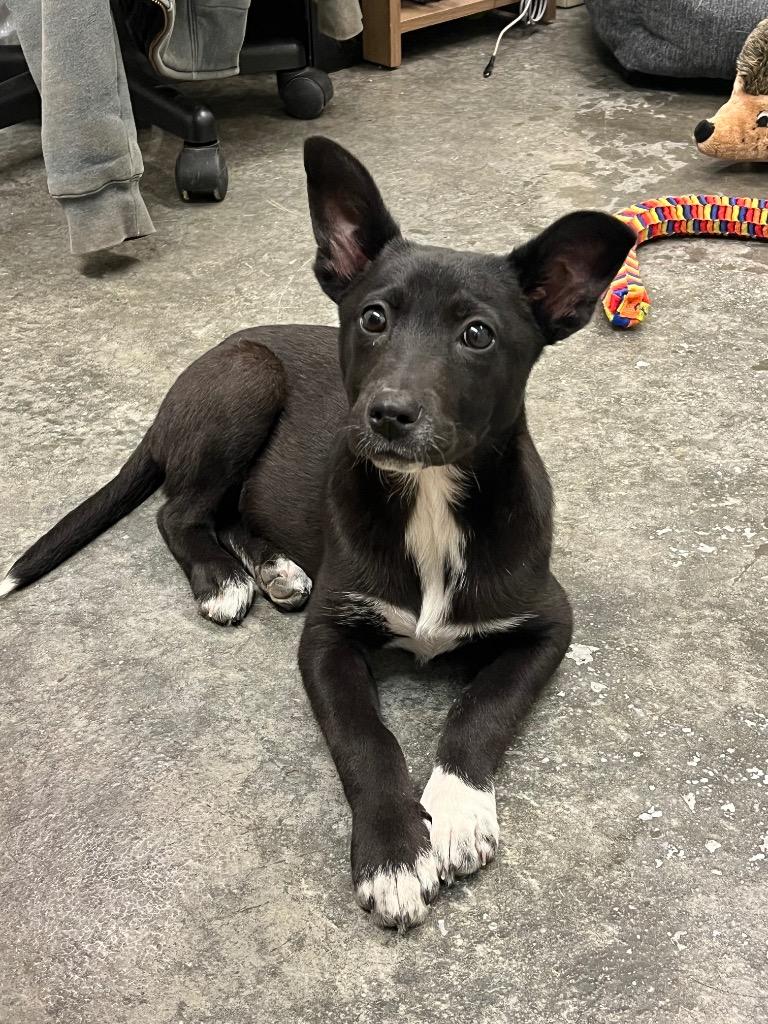 Enlarge Honor, a Adoptable mixed breed in Neosho, MO image 4/6