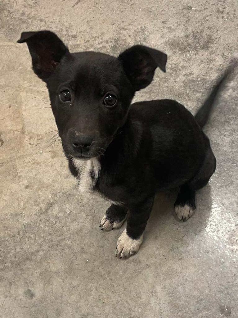 Enlarge Honor, a Adoptable mixed breed in Neosho, MO image 5/6