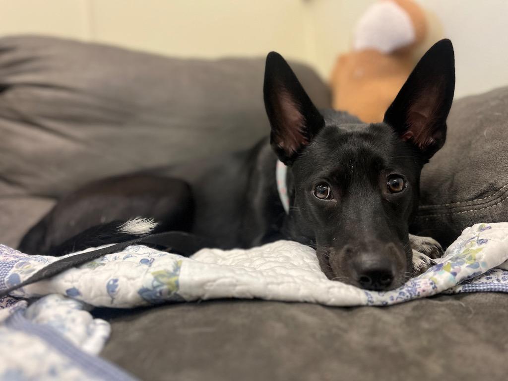 Enlarge Honor, a Adoptable mixed breed in Neosho, MO image 6/6