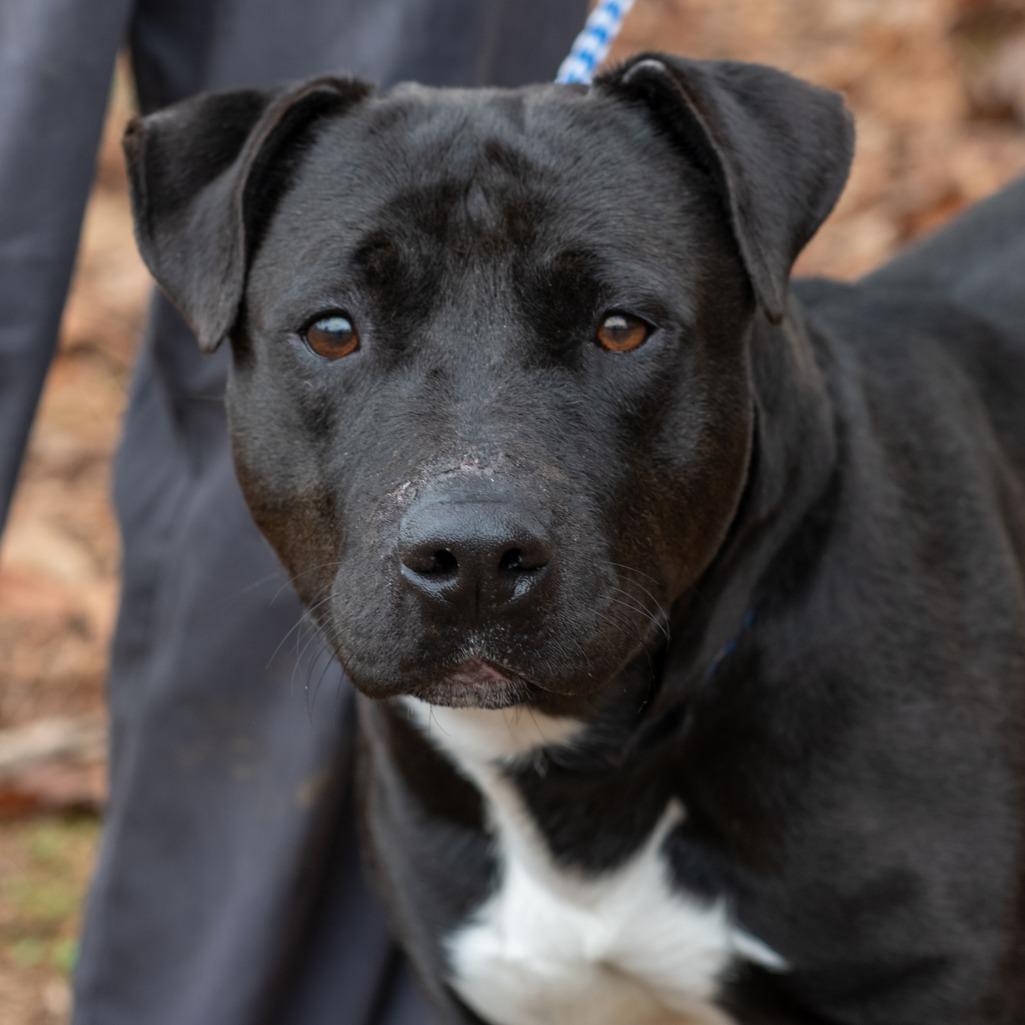 PAULY-30390, Adoptable, Adult Male Pit Bull Terrier.