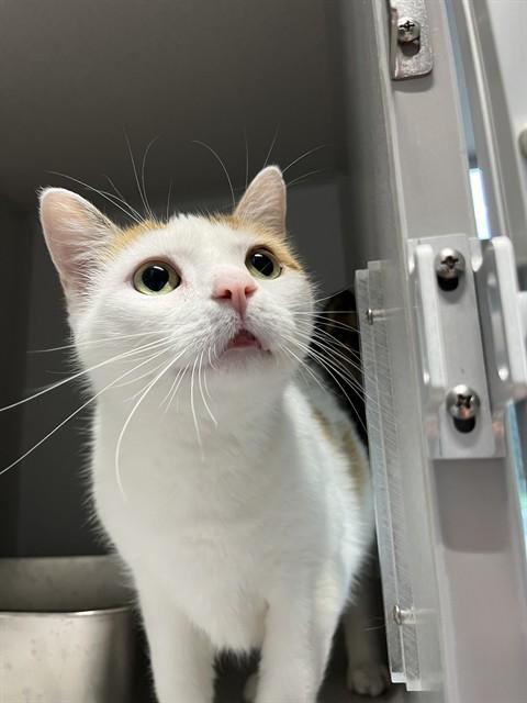 Enlarge CORA, a Adoptable Domestic Short Hair in Bloomington, IL image 1/1