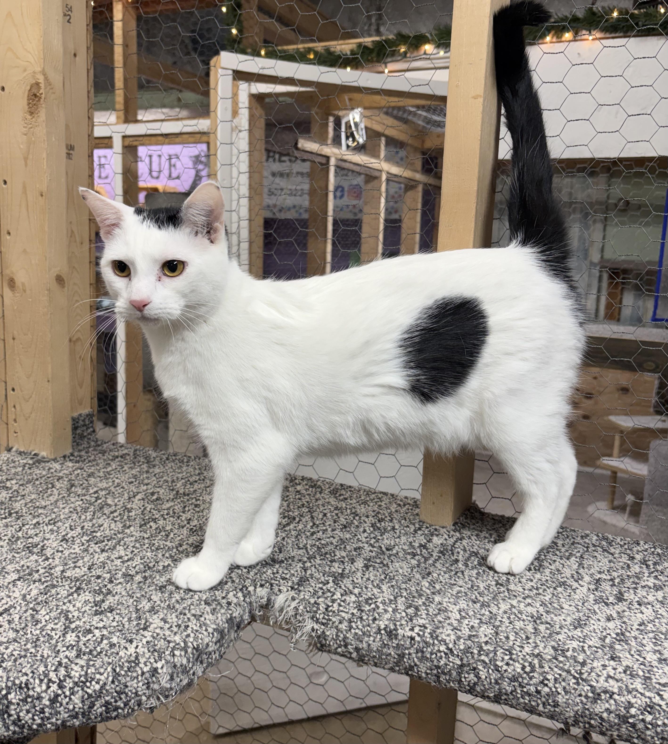 Enlarge Dipper, a Adoptable Domestic Short Hair in Faribault, MN image 1/2