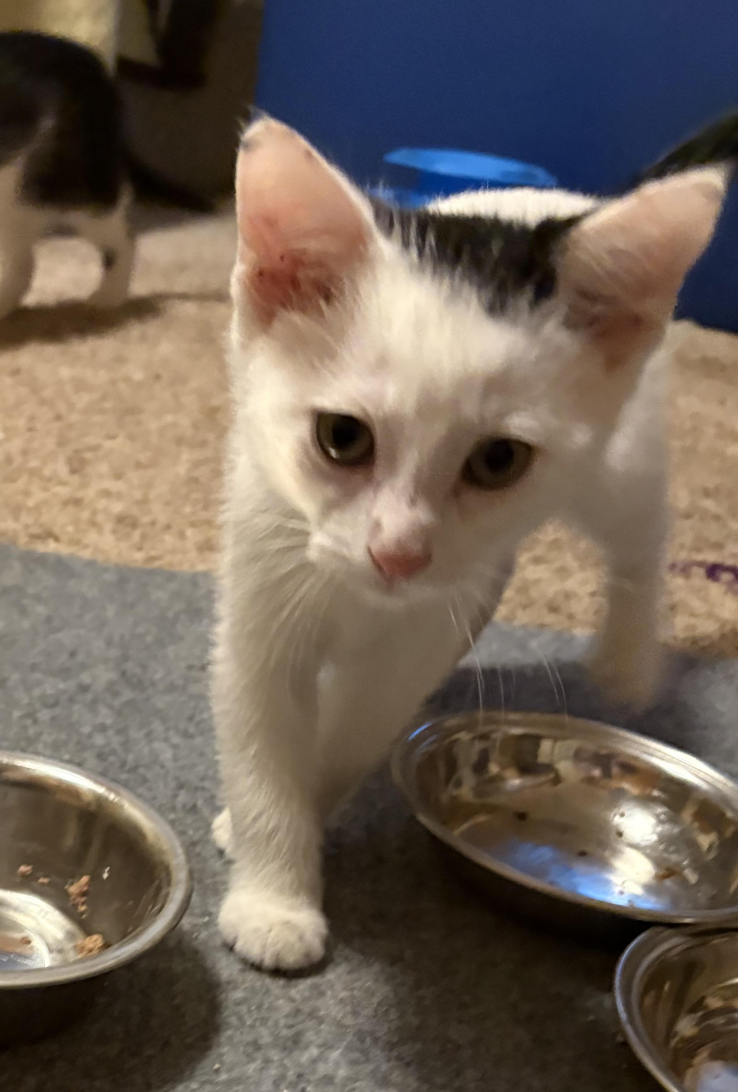 Enlarge Dipper, a Adoptable Domestic Short Hair in Faribault, MN image 1/1