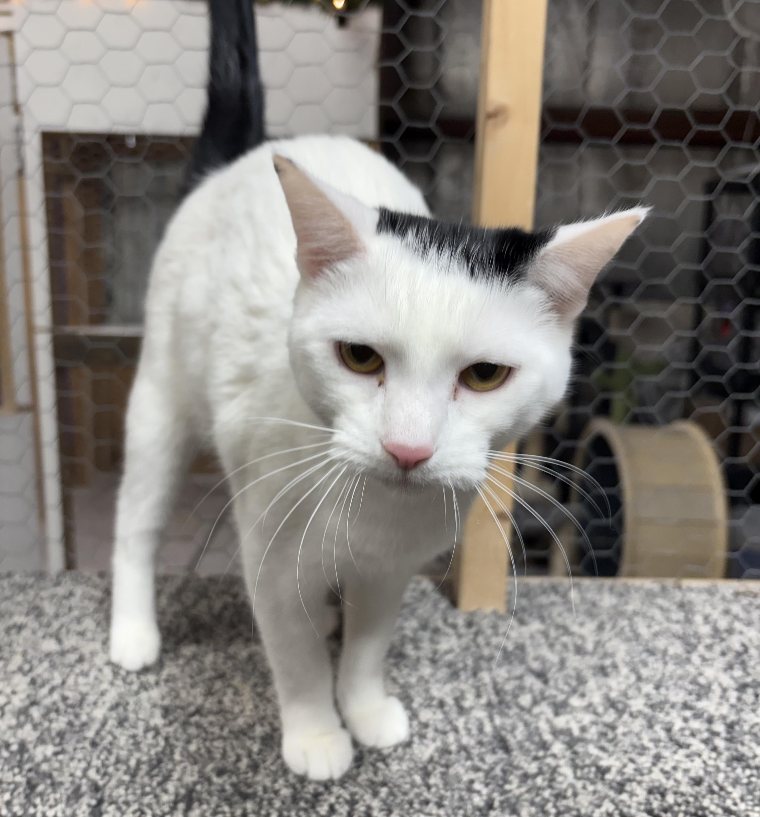 Enlarge Dipper, a Adoptable Domestic Short Hair in Faribault, MN image 2/2