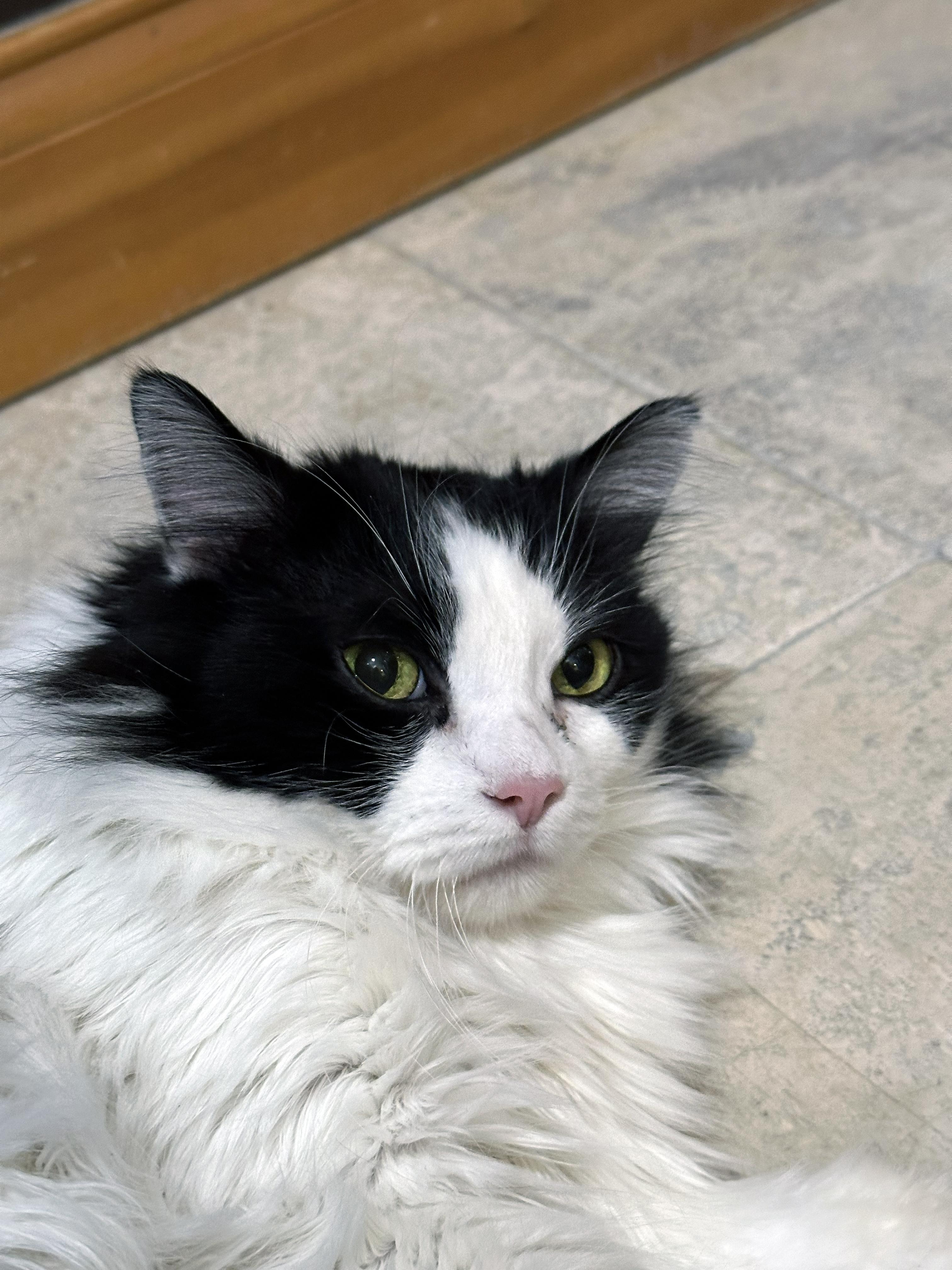 Baby, an adopted Domestic Medium Hair in Crystal Lake, IL image 4/4
