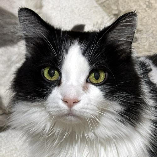 Baby, adopted, Senior Female Domestic Medium Hair.
