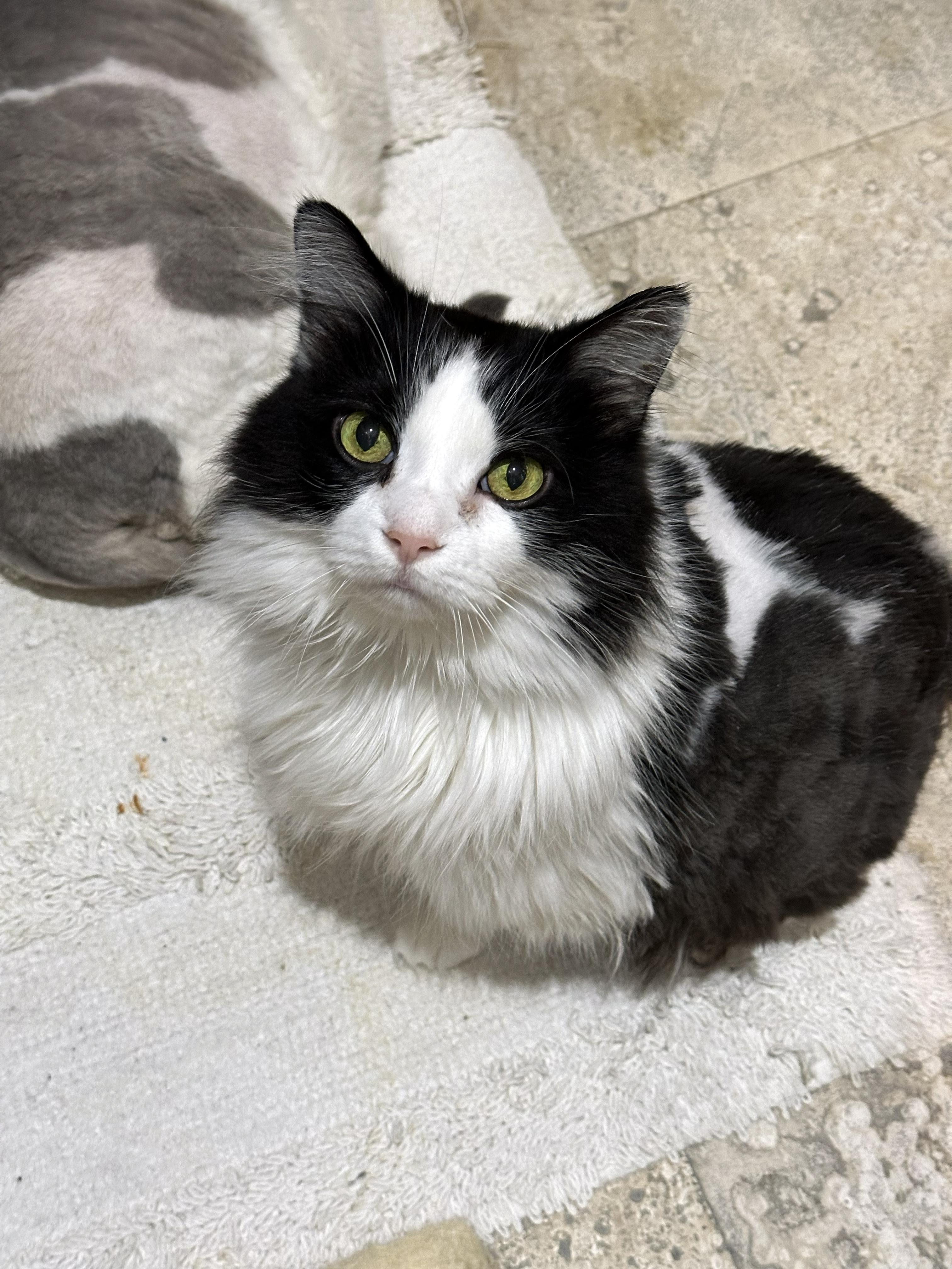 Baby, an adopted Domestic Medium Hair in Crystal Lake, IL image 2/4