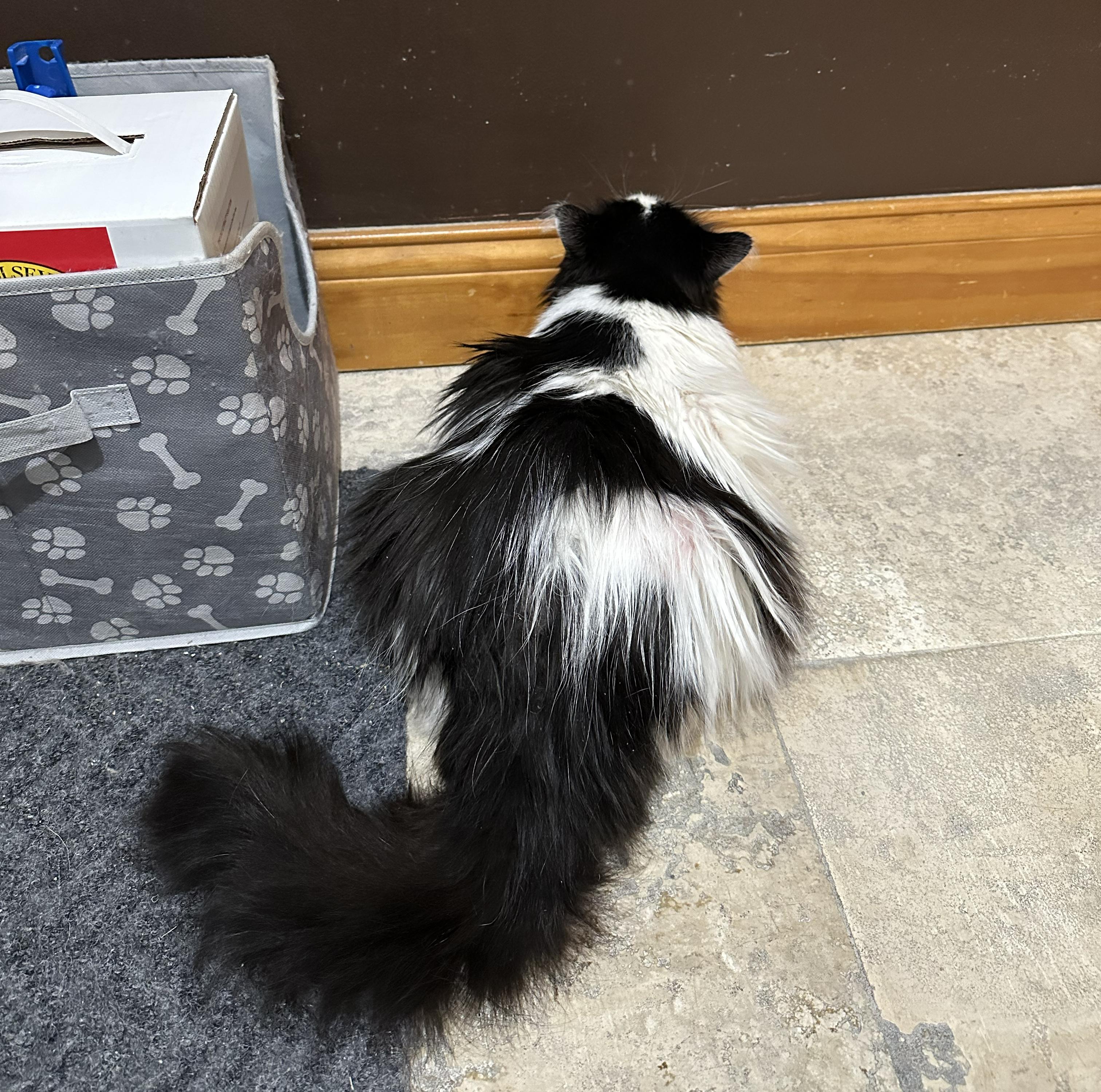 Baby, an adopted Domestic Medium Hair in Crystal Lake, IL image 3/4