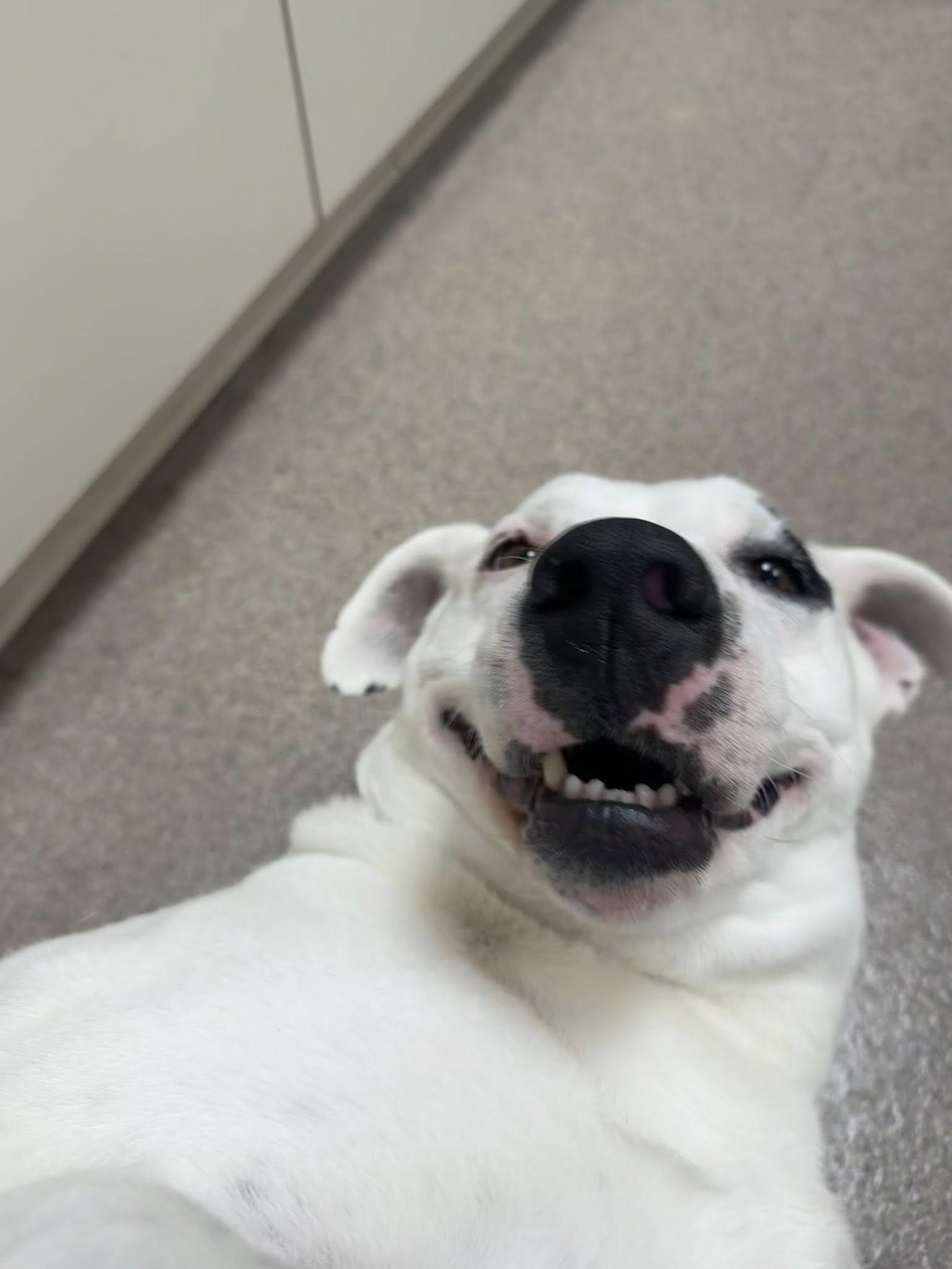 Enlarge Drake, a Adoptable Staffordshire Bull Terrier in Chilton, WI image 5/6