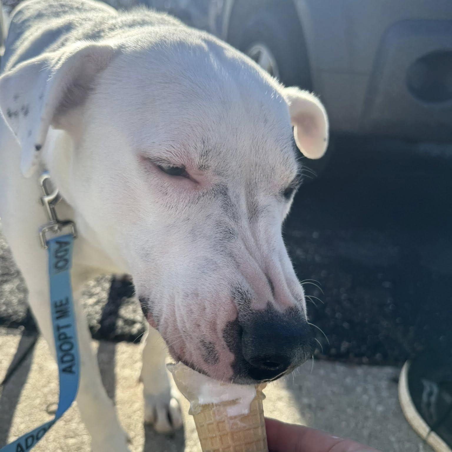 Drake, Adoptable, Adult Male Staffordshire Bull Terrier.