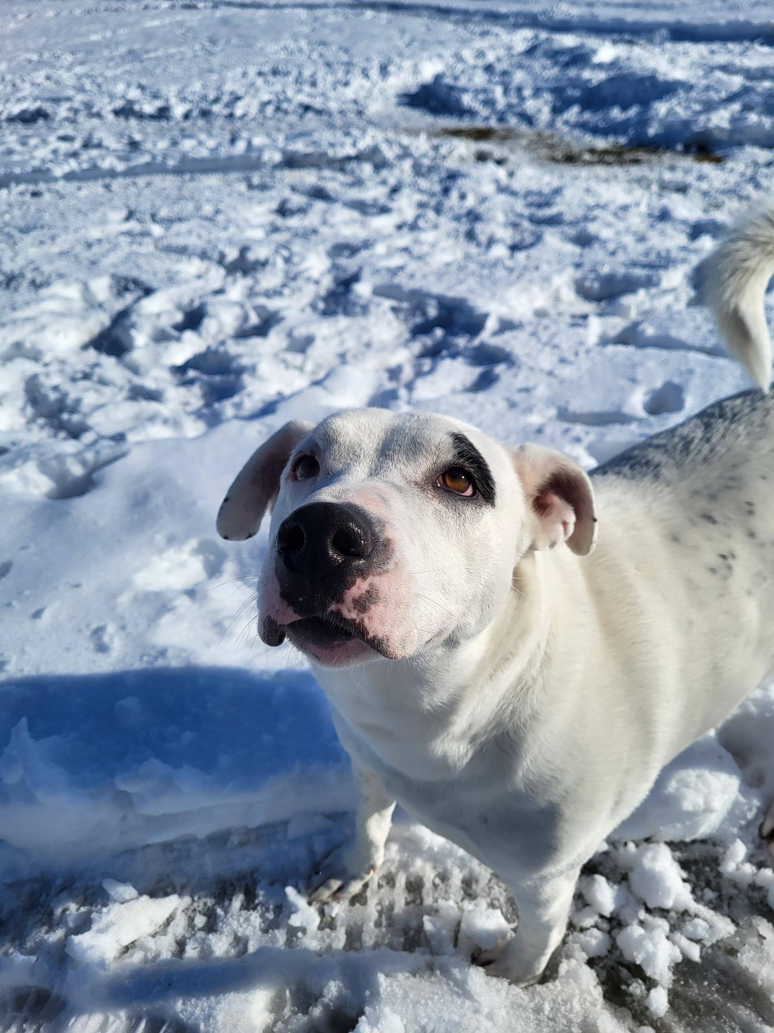 Enlarge Drake, a Adoptable Staffordshire Bull Terrier in Chilton, WI image 4/6