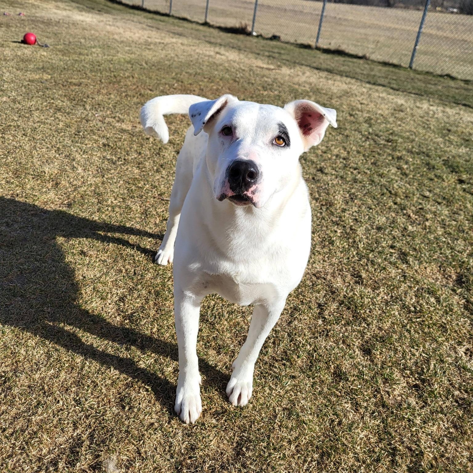 Drake, Adoptable, Adult Male Staffordshire Bull Terrier.