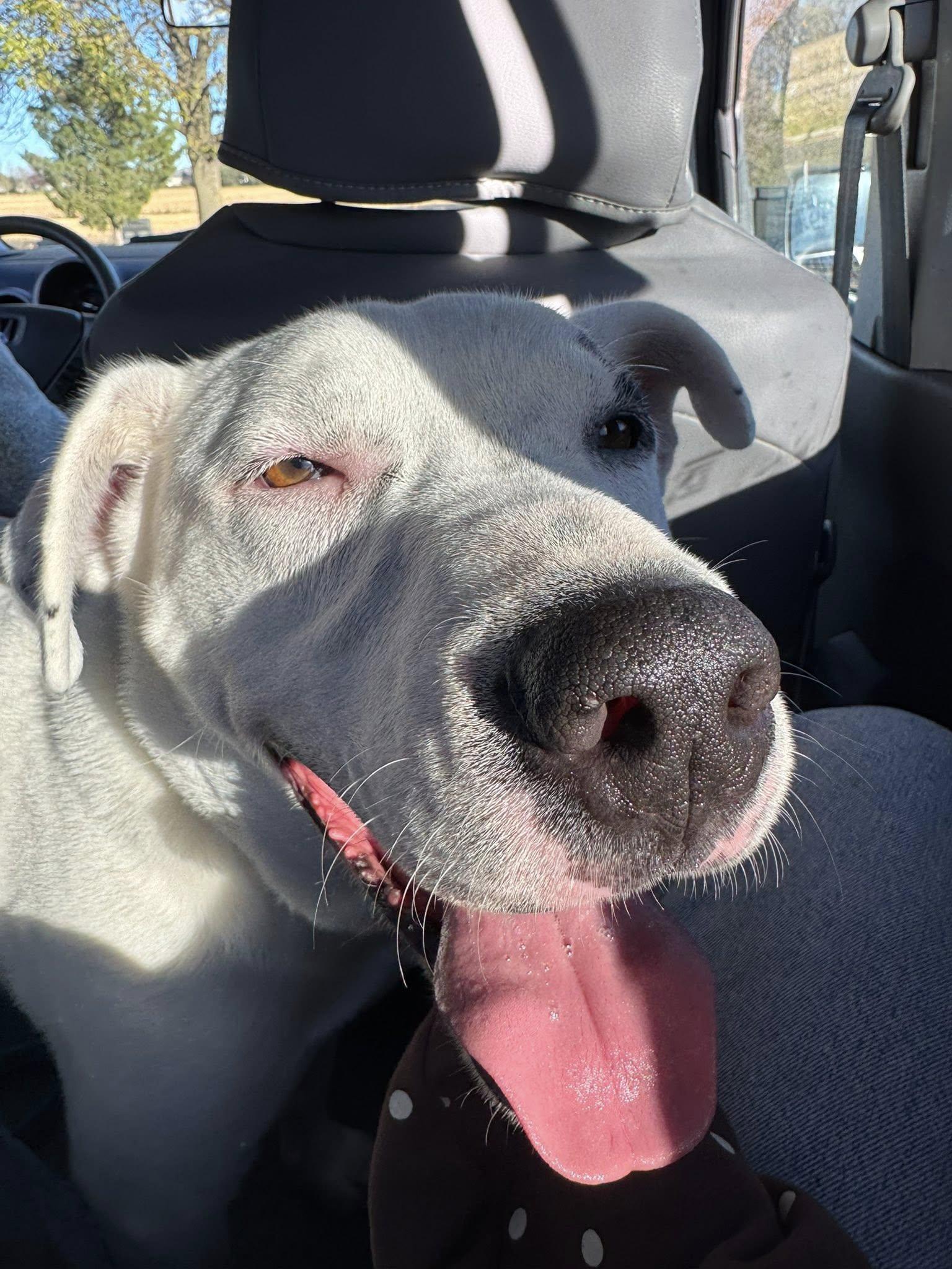 Drake, a Adoptable Staffordshire Bull Terrier in Chilton, WI image 2/6