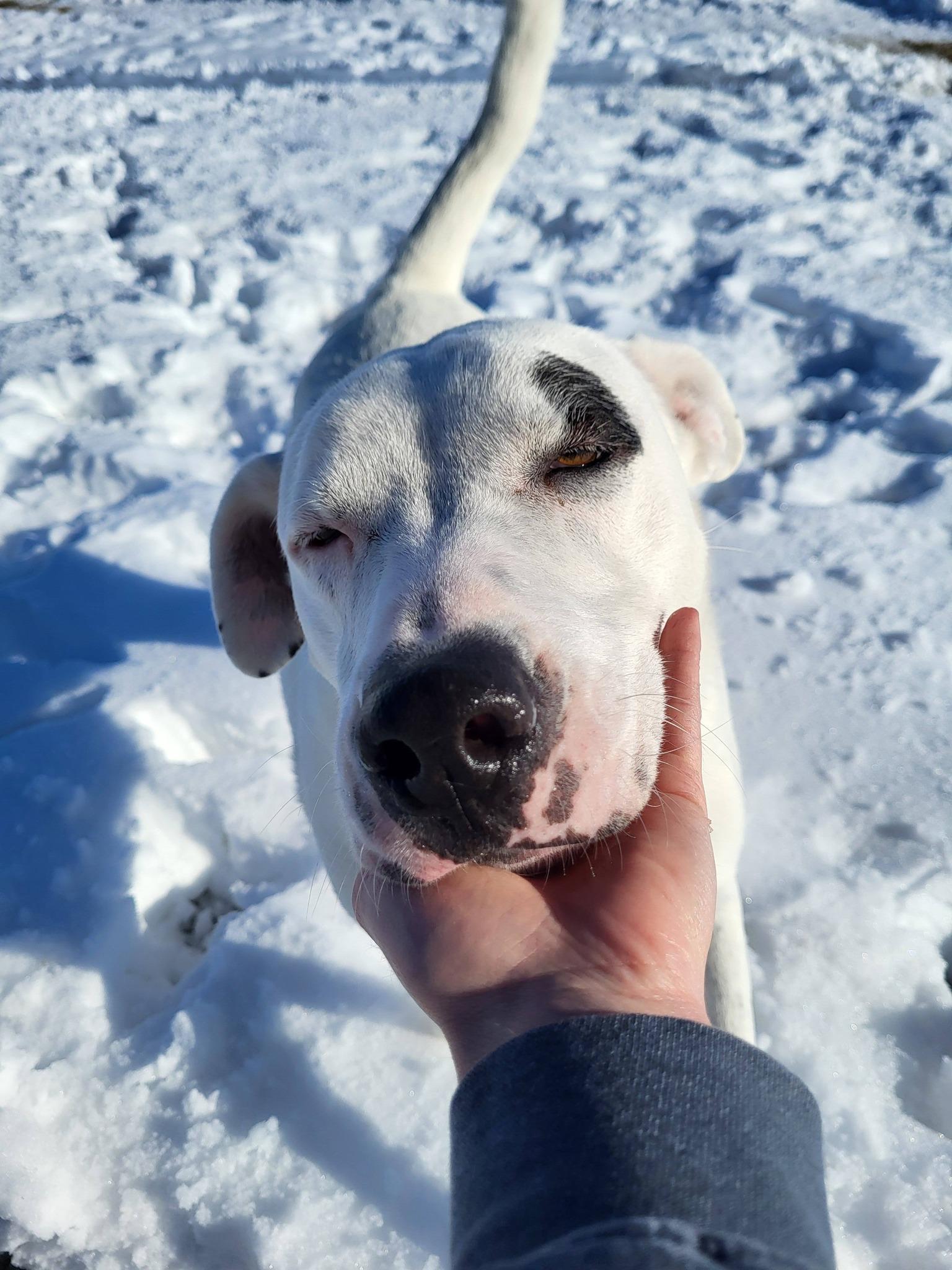 Enlarge Drake, a Adoptable Staffordshire Bull Terrier in Chilton, WI image 3/6