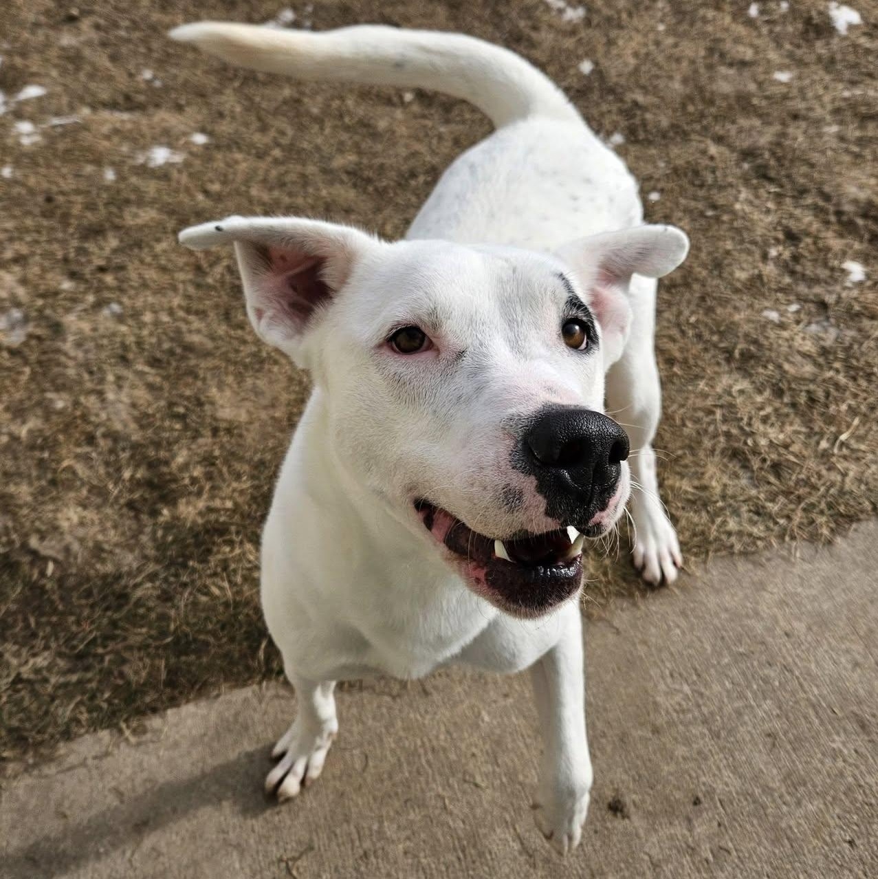 Drake, a Adoptable Staffordshire Bull Terrier in Chilton, WI image 3/6