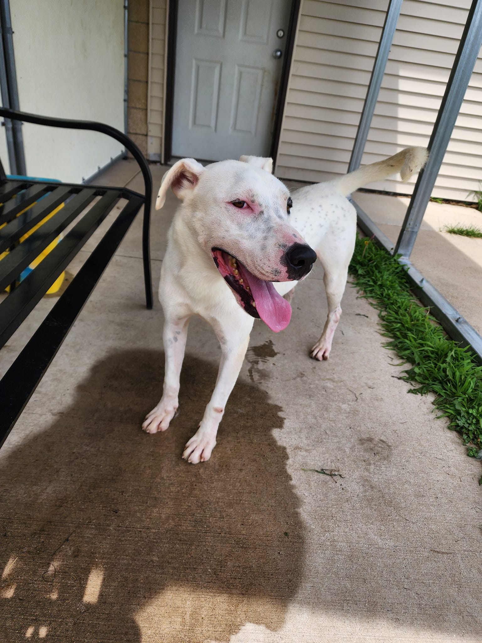 Drake, a Adoptable Staffordshire Bull Terrier in Chilton, WI image 4/6