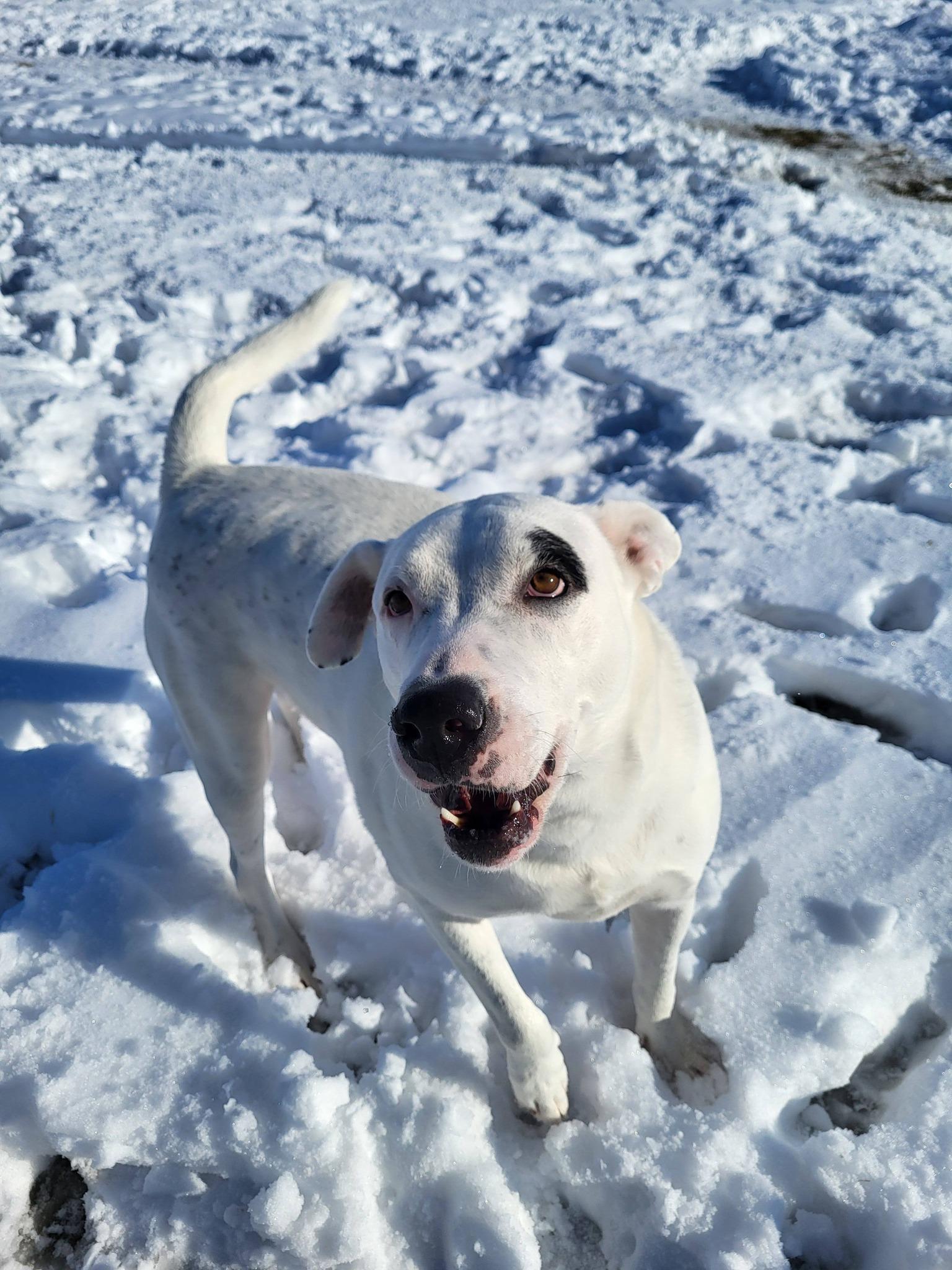 Enlarge Drake, a Adoptable Staffordshire Bull Terrier in Chilton, WI image 6/6