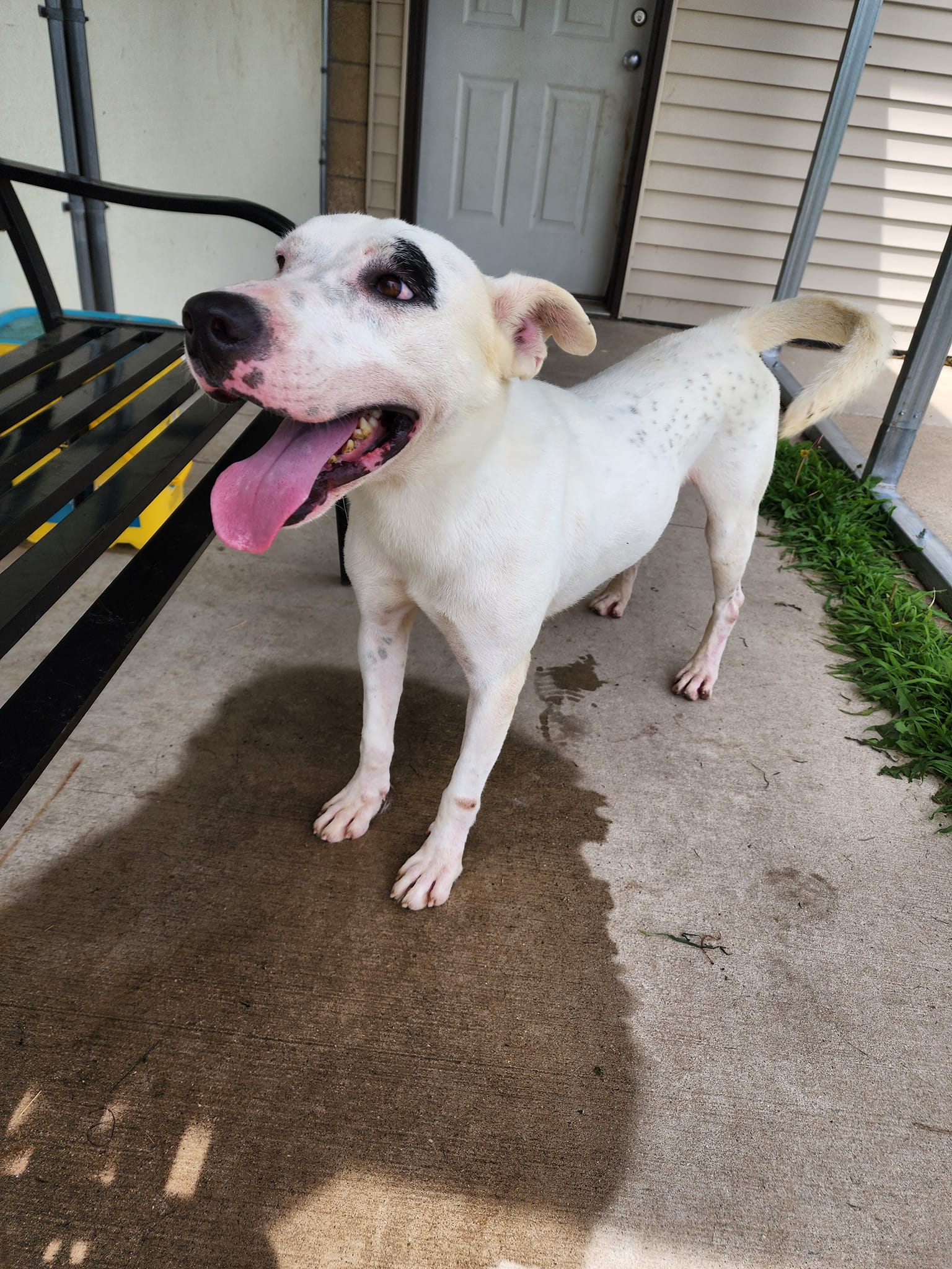 Drake, a Adoptable Staffordshire Bull Terrier in Chilton, WI image 5/6