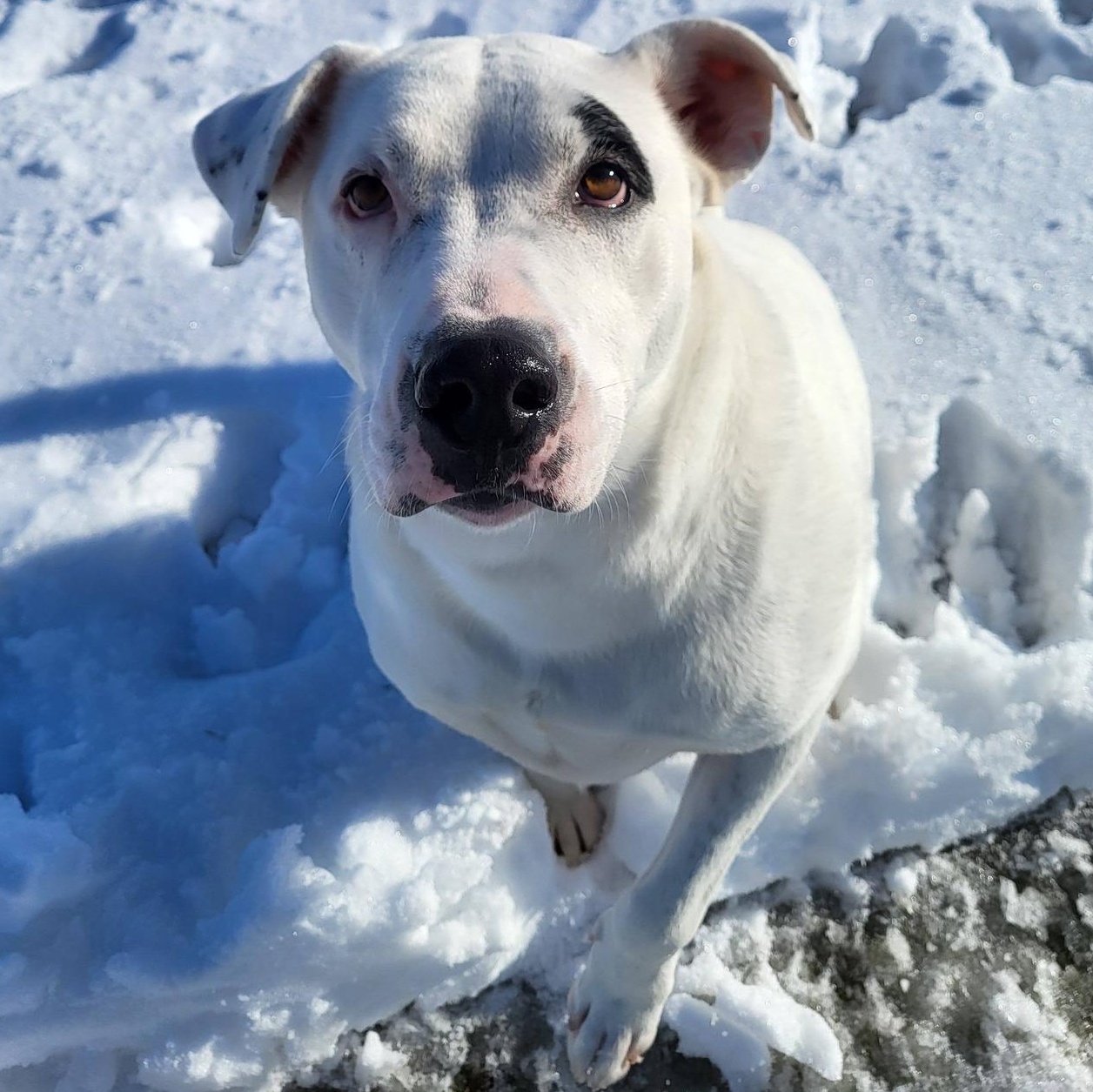 Drake, Adoptable, Adult Male Staffordshire Bull Terrier.