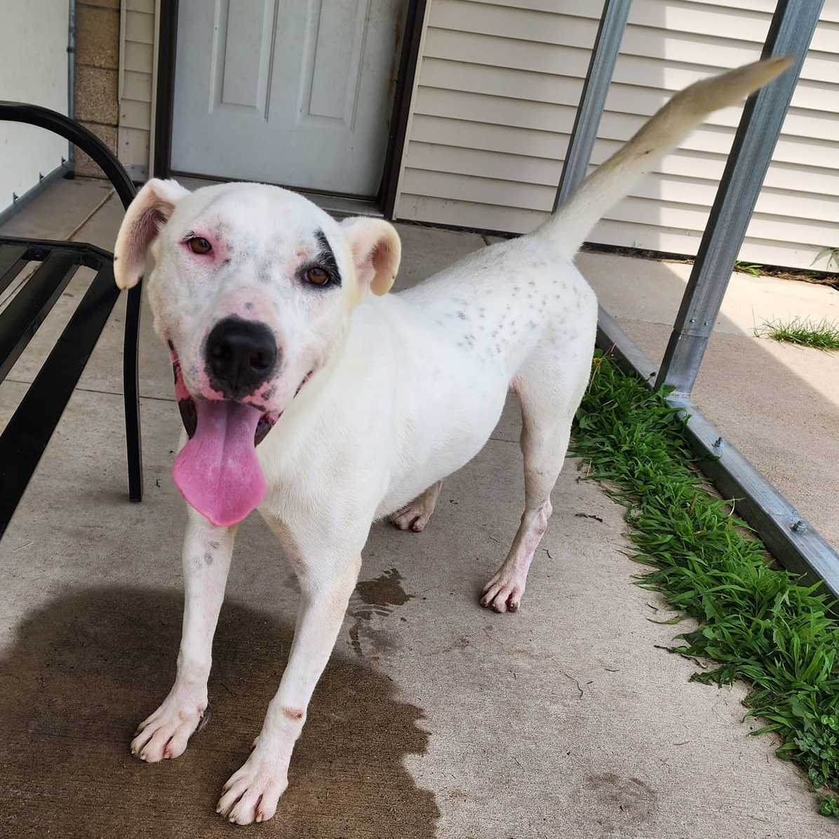 Drake, a Adoptable Staffordshire Bull Terrier in Chilton, WI image 6/6
