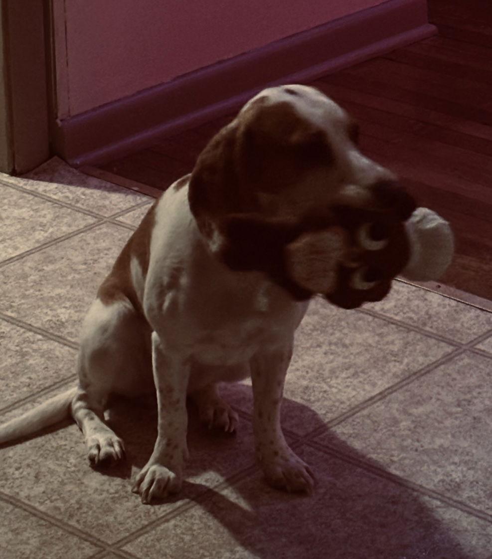 DAISY, Adoptable, Young Female Beagle.