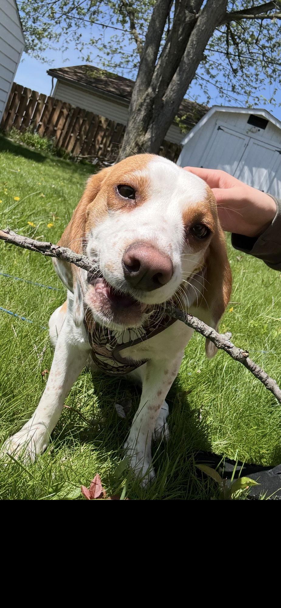 Enlarge DAISY, a Adoptable Beagle in Amherst, OH image 2/3