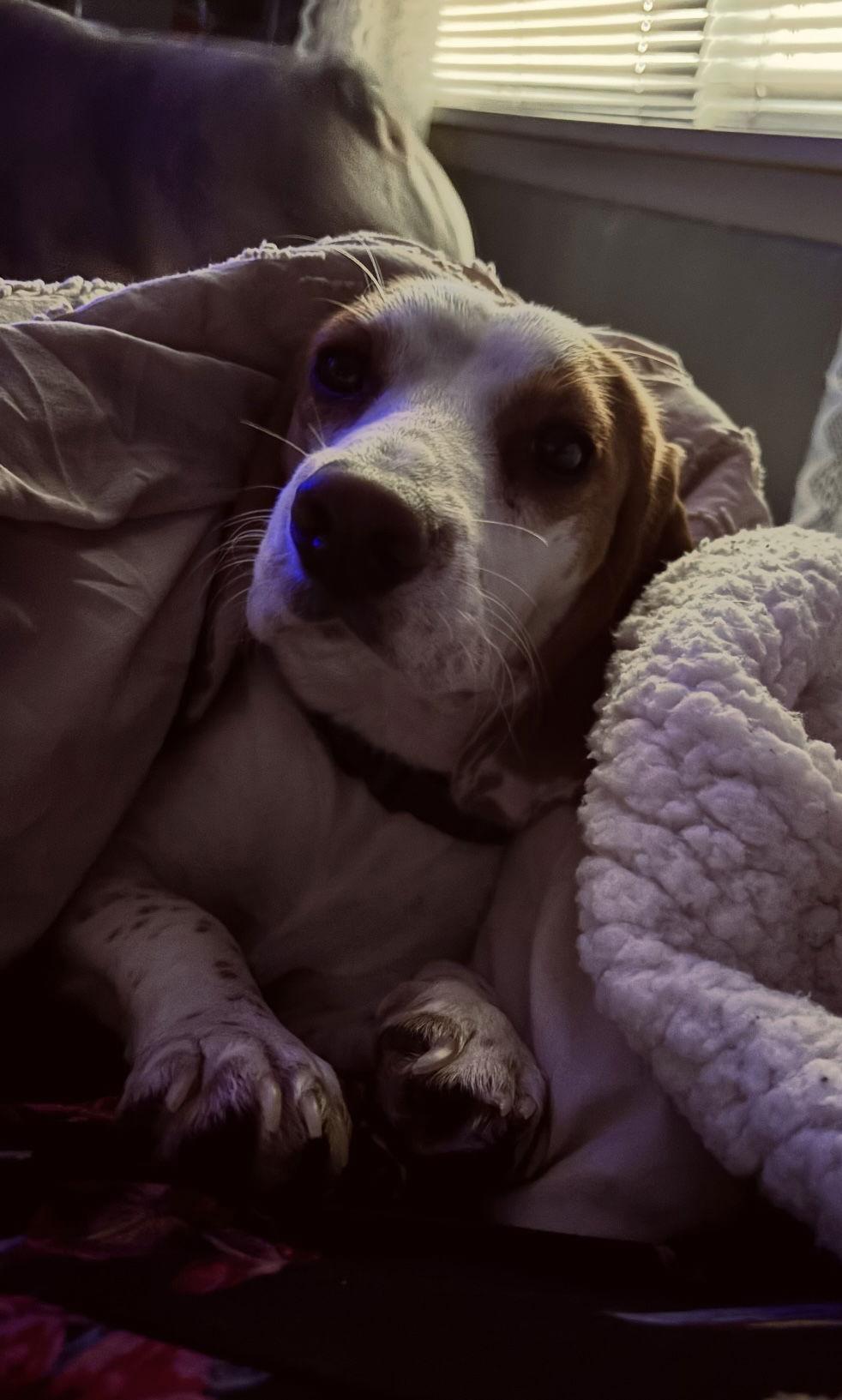 Enlarge DAISY, a Adoptable Beagle in Amherst, OH image 3/3