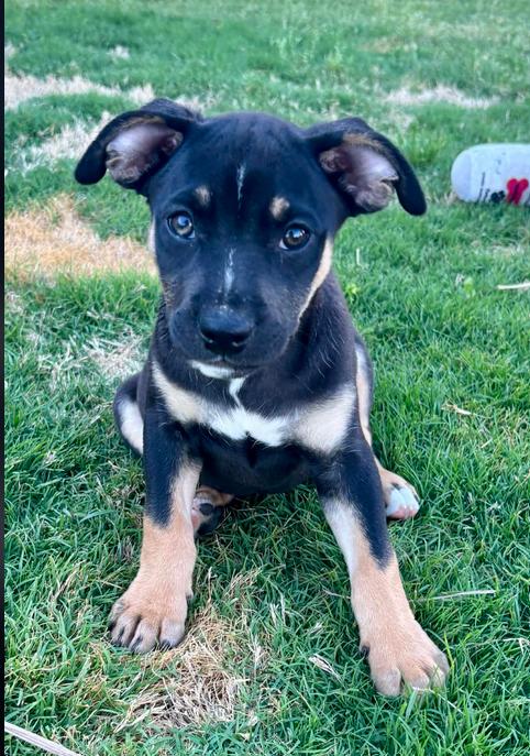 Enlarge Bud, a ADOPTABLE mixed breed in Eutawville, SC image 1/5