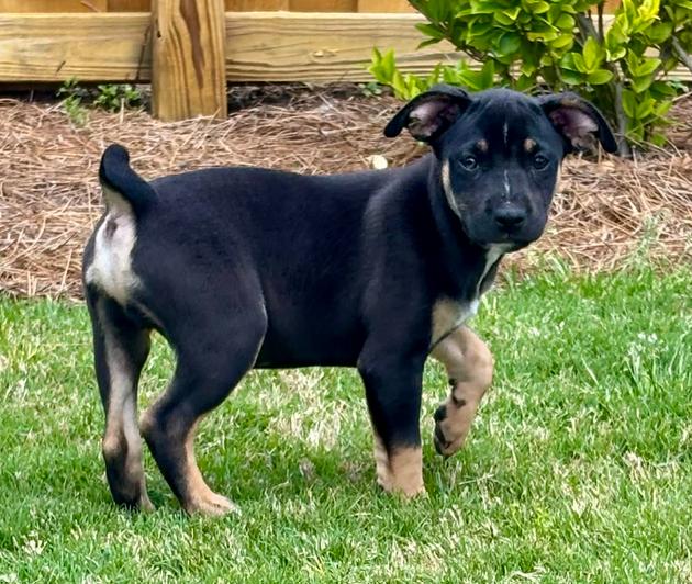Enlarge Bud, a ADOPTABLE mixed breed in Eutawville, SC image 2/5