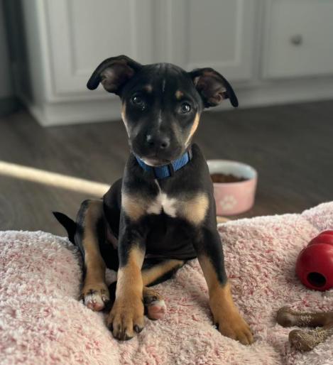 Bud, adopted, Puppy Male Mixed Breed.