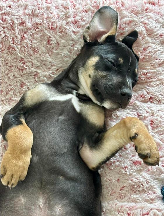 Enlarge Bud, a ADOPTABLE mixed breed in Eutawville, SC image 5/5