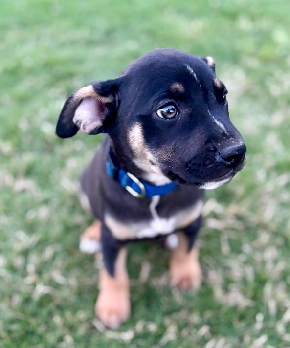 Enlarge Bud, a ADOPTABLE mixed breed in Eutawville, SC image 3/5