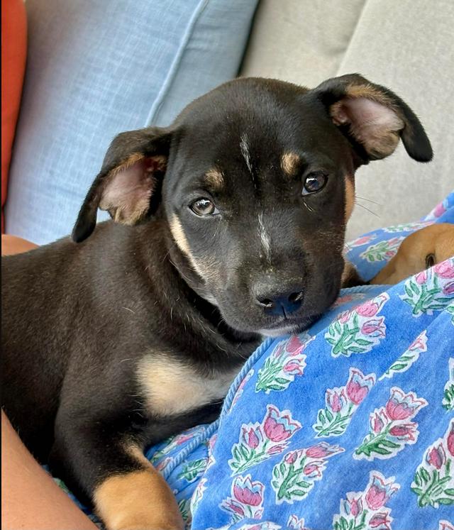 Enlarge Bud, a ADOPTABLE mixed breed in Eutawville, SC image 4/5