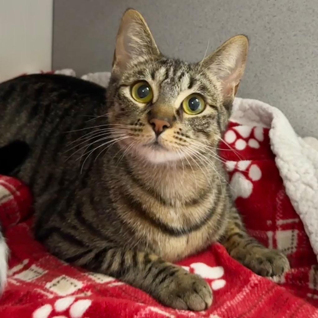 Aspen, Adoptable, Young Female Domestic Short Hair.