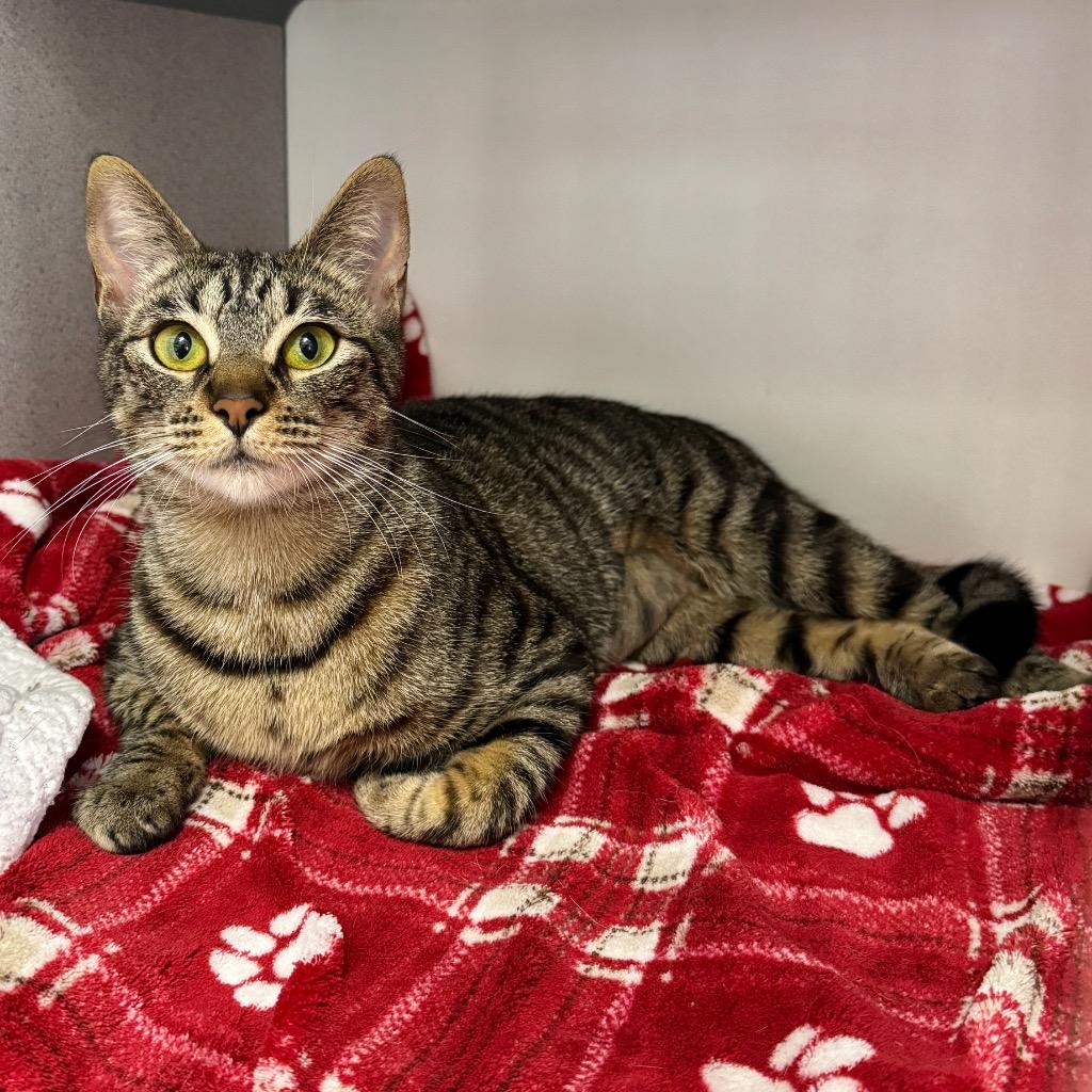 Enlarge Aspen, a Adoptable mixed breed in Cambria, CA image 2/2