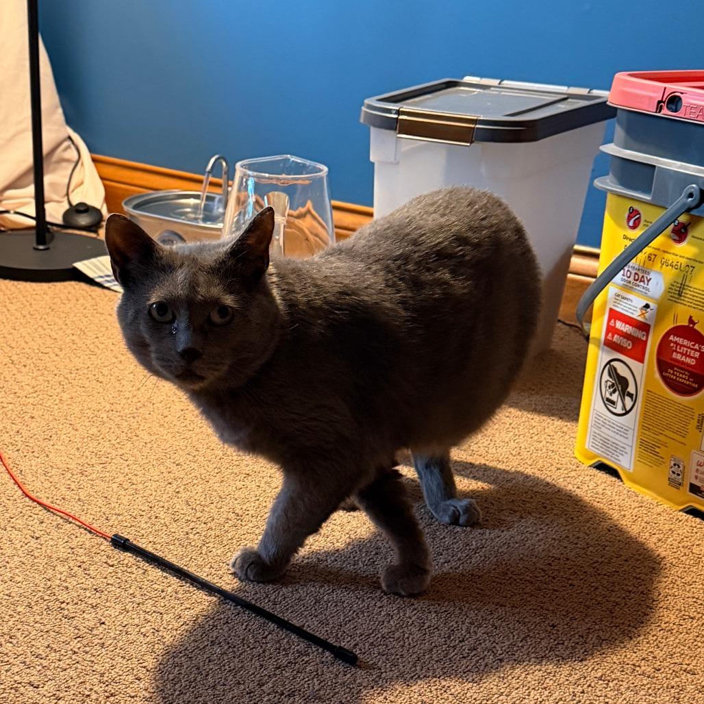Albert, Adoptable, Adult Male Domestic Short Hair.