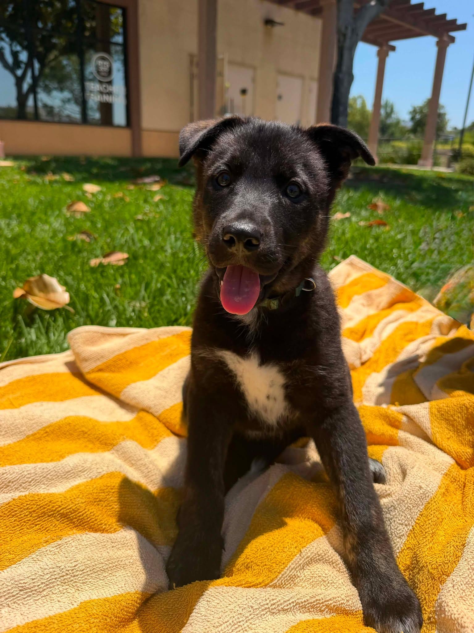 Enlarge Armani, a ADOPTABLE mixed breed in Anza, CA image 5/6
