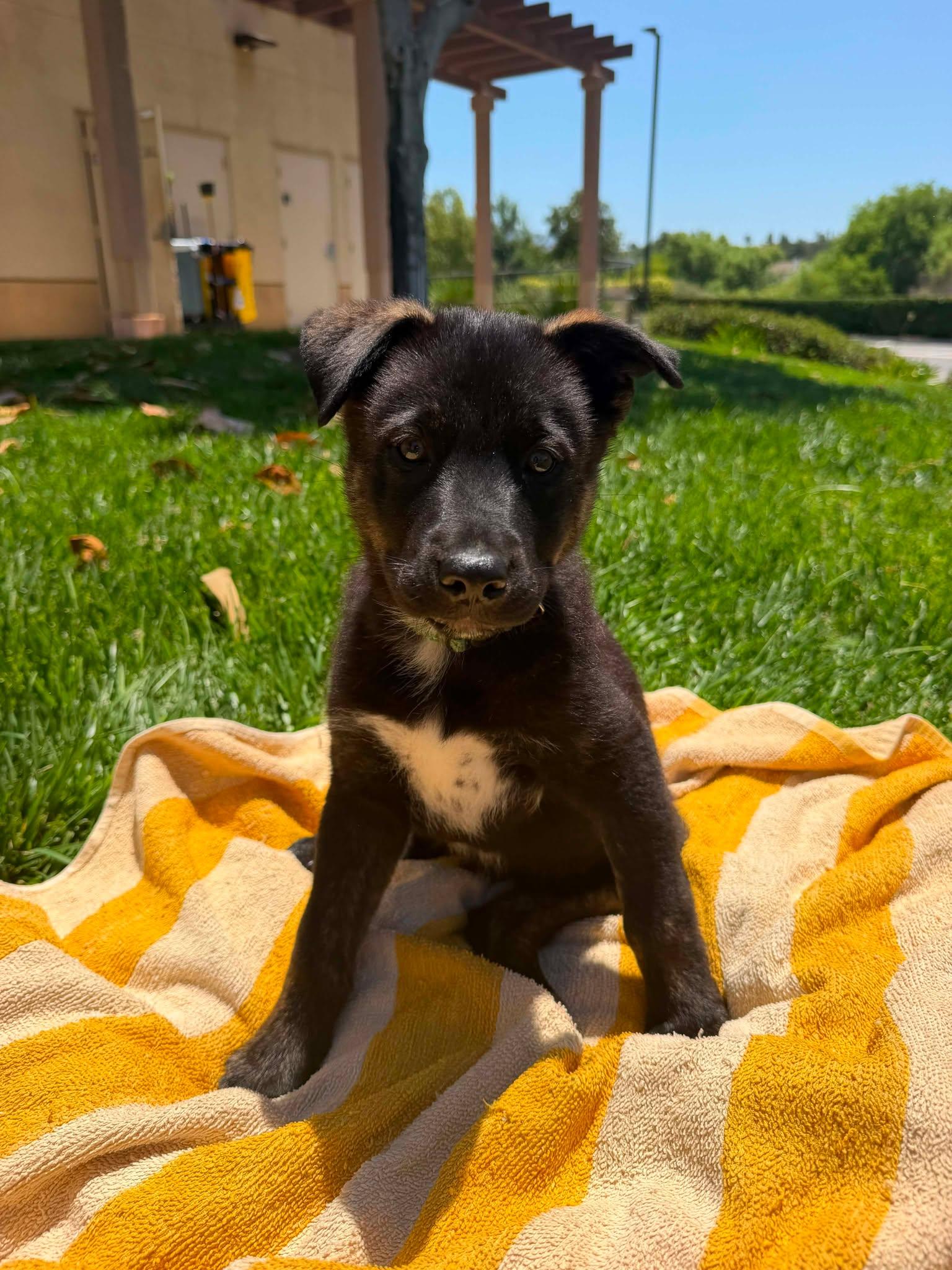 Enlarge Armani, a ADOPTABLE mixed breed in Anza, CA image 4/6