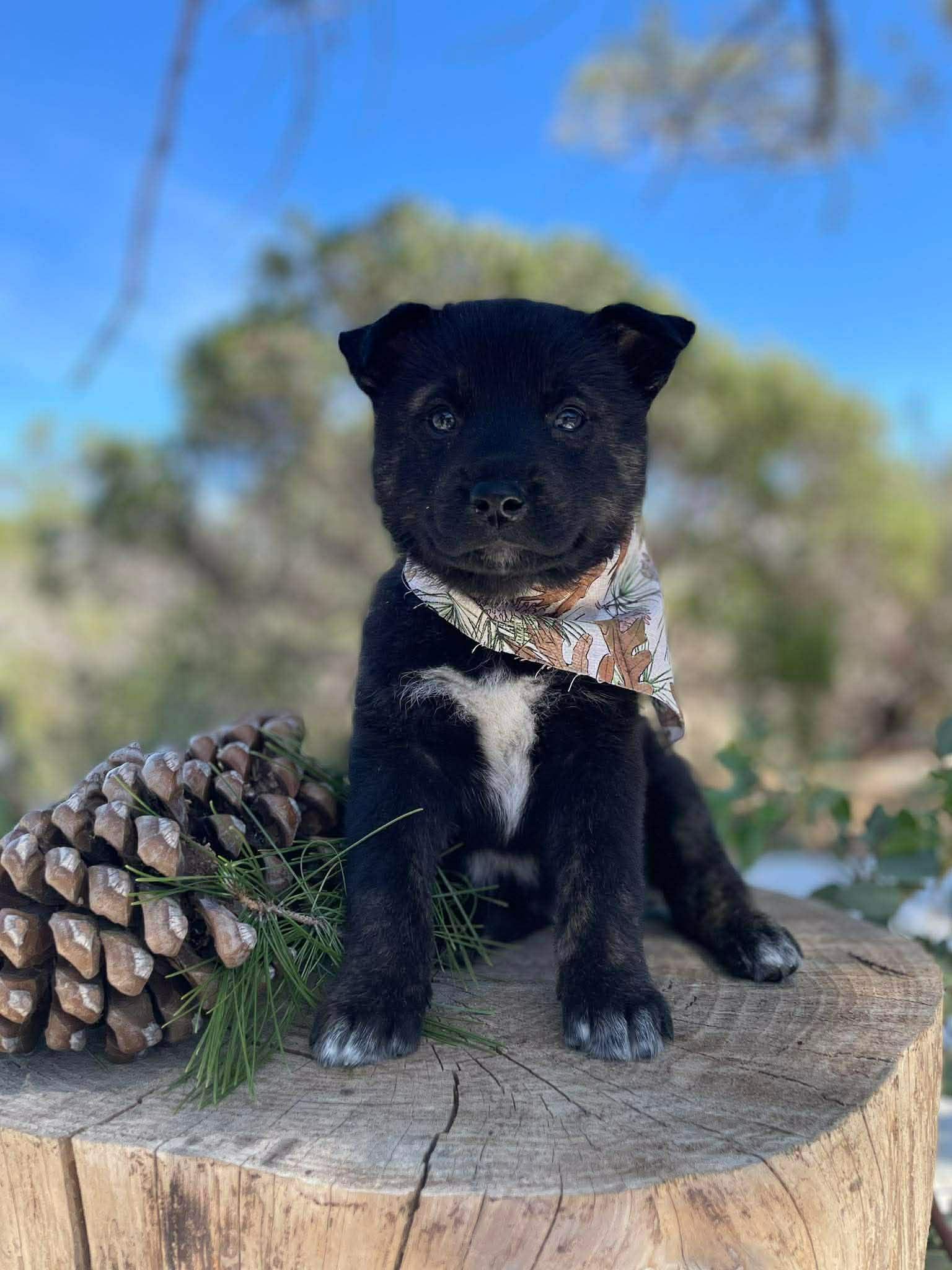 Enlarge Armani, a ADOPTABLE mixed breed in Anza, CA image 3/6