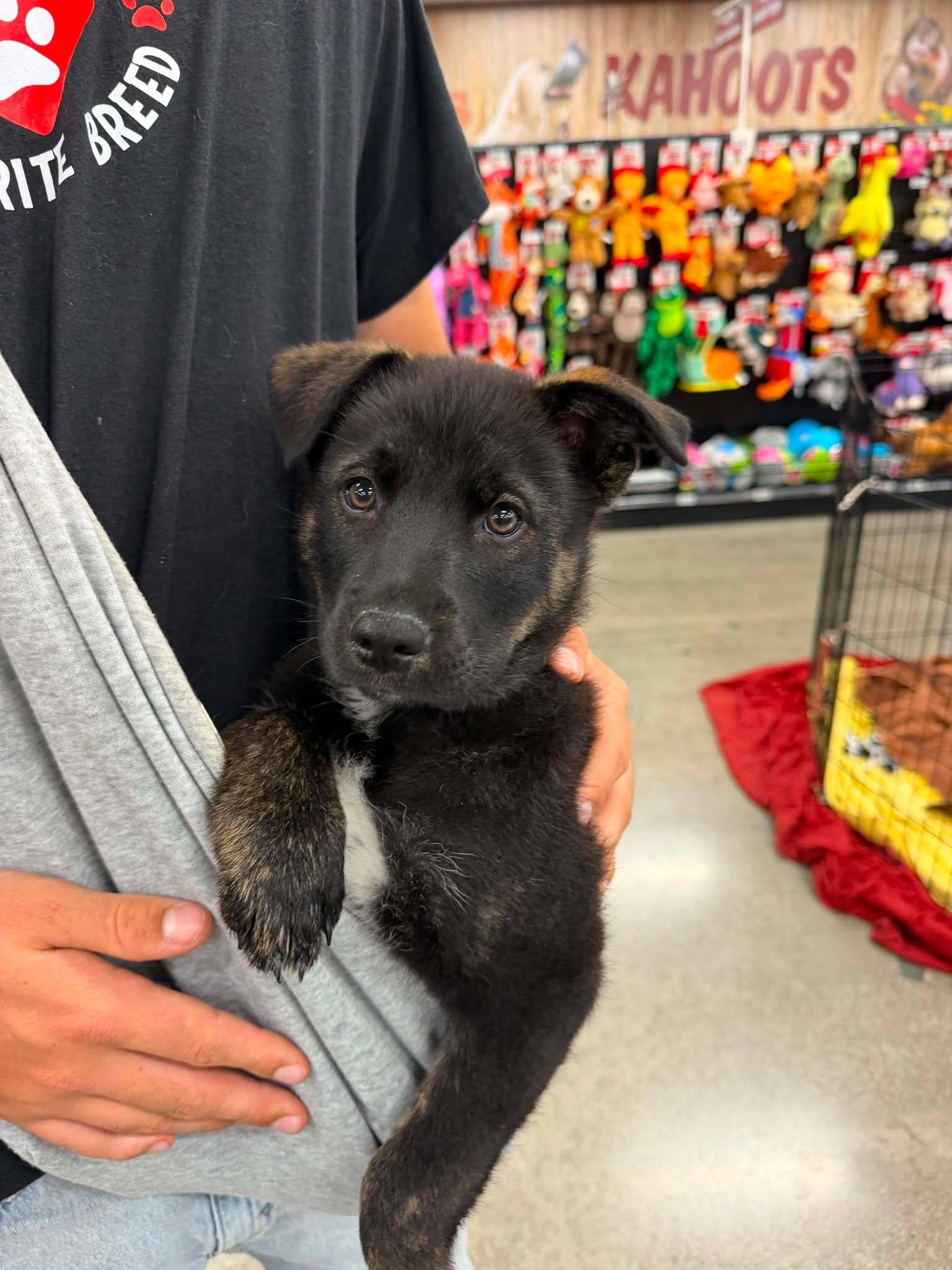 Enlarge Armani, a ADOPTABLE mixed breed in Anza, CA image 1/6