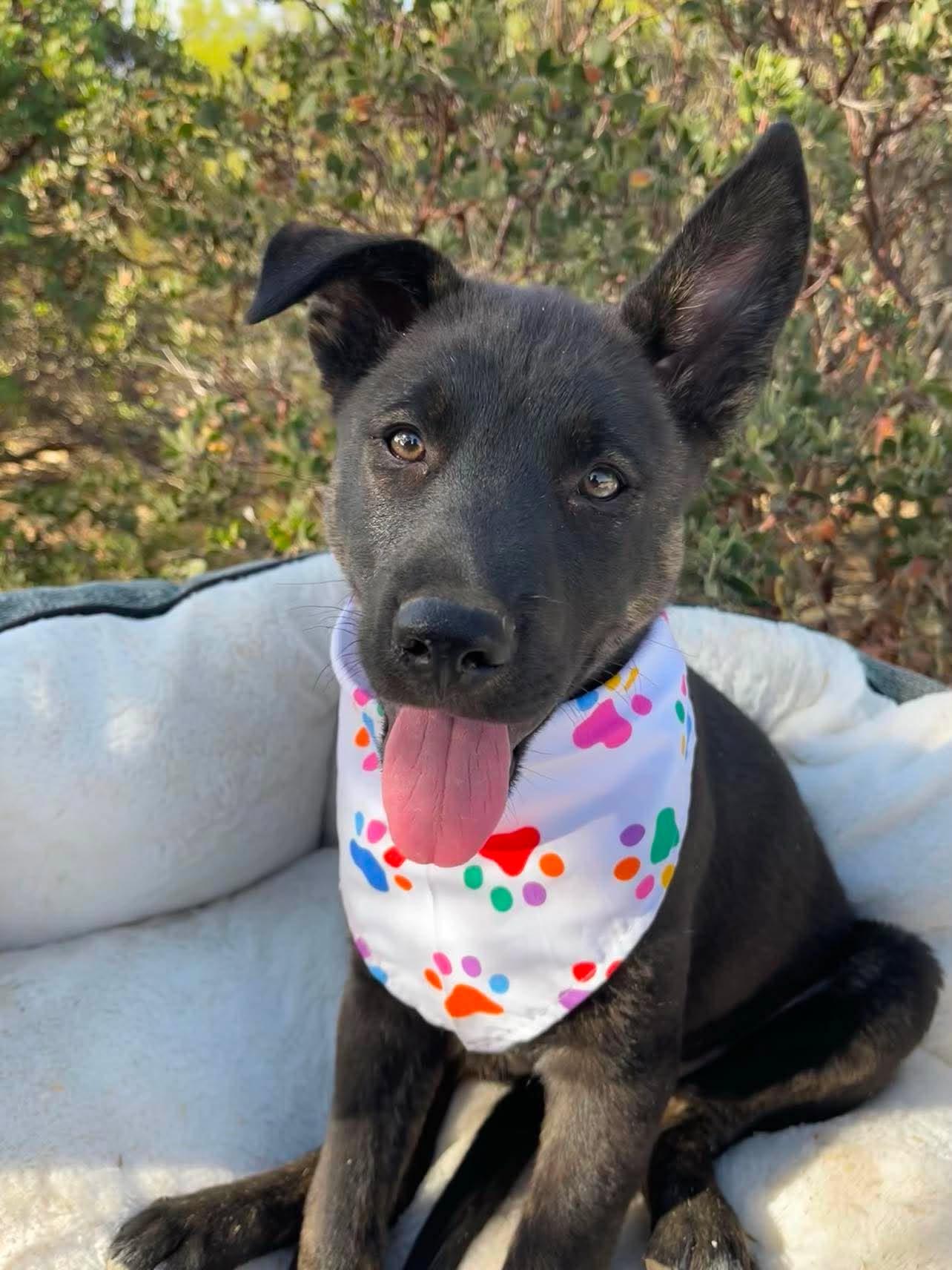 Enlarge Armani, a ADOPTABLE mixed breed in Anza, CA image 1/6