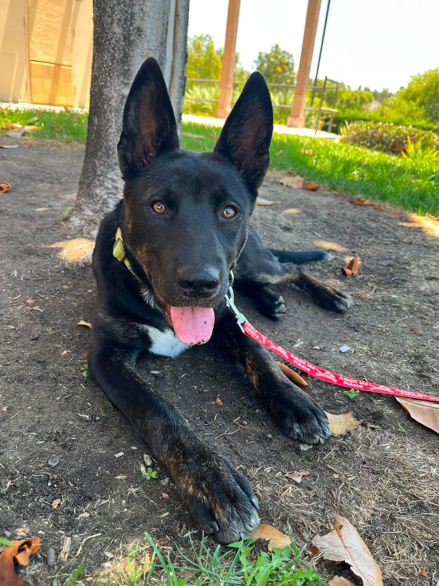 Enlarge Armani, a ADOPTABLE mixed breed in Anza, CA image 6/6