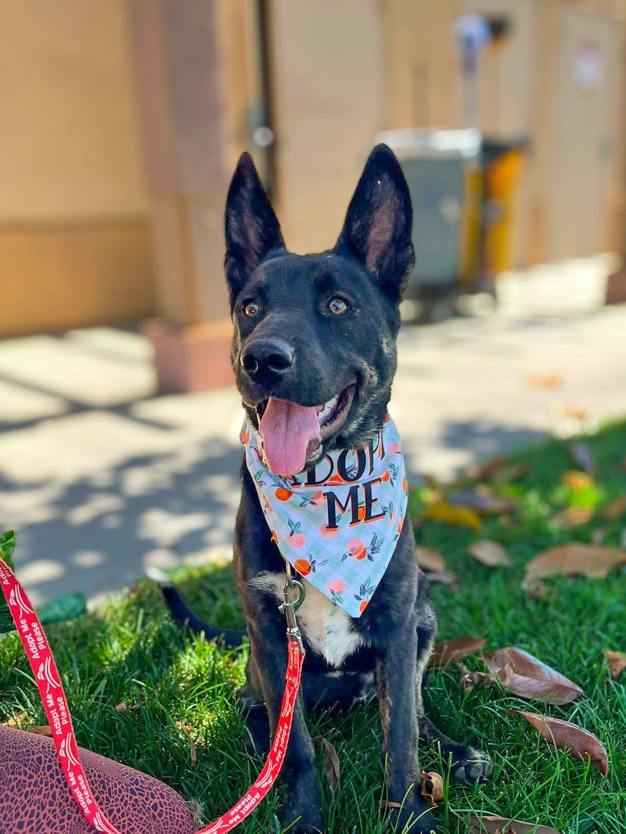 Enlarge Armani, a ADOPTABLE mixed breed in Anza, CA image 1/6
