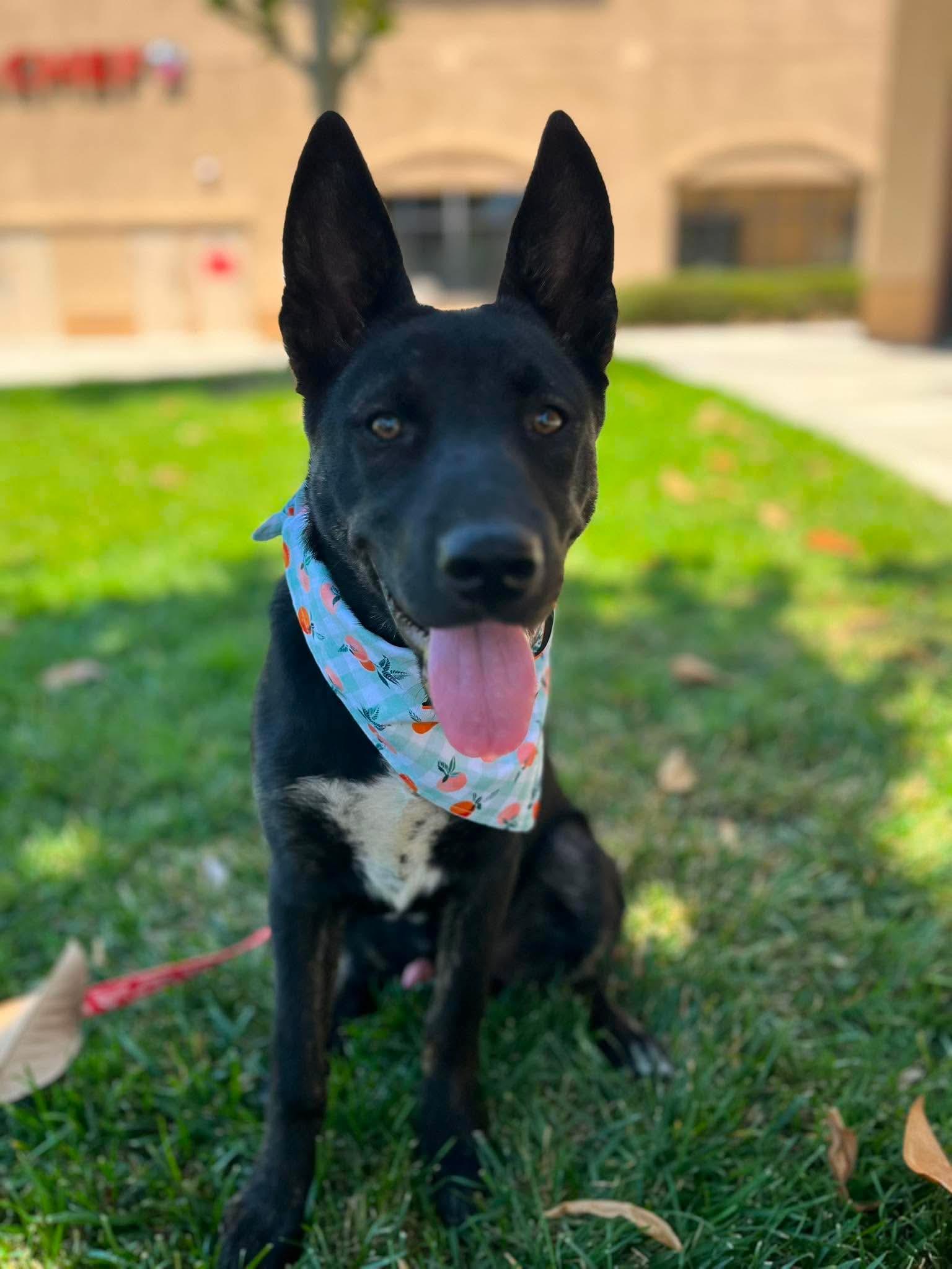 Enlarge Armani, a ADOPTABLE mixed breed in Anza, CA image 5/6
