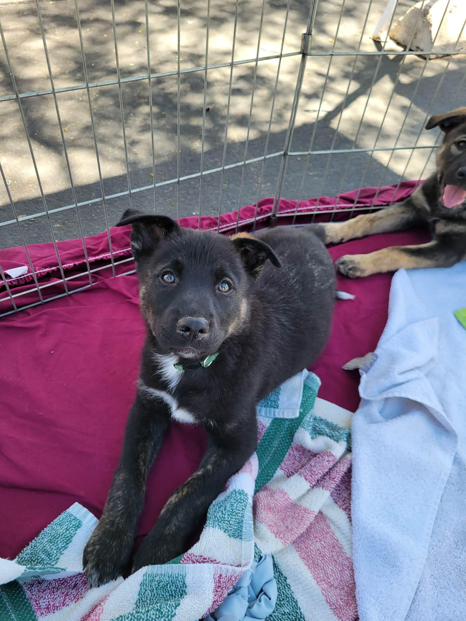 Enlarge Armani, a ADOPTABLE mixed breed in Anza, CA image 2/6