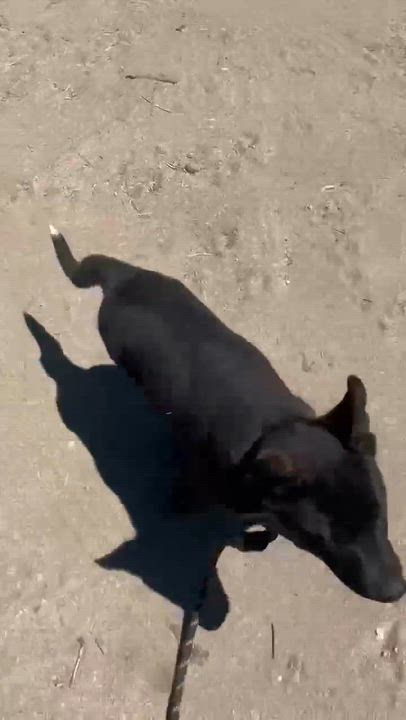 Enlarge Armani, a ADOPTABLE mixed breed in Anza, CA video 6/6