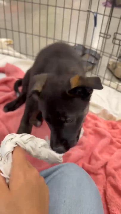Enlarge Armani, a ADOPTABLE mixed breed in Anza, CA video 6/6