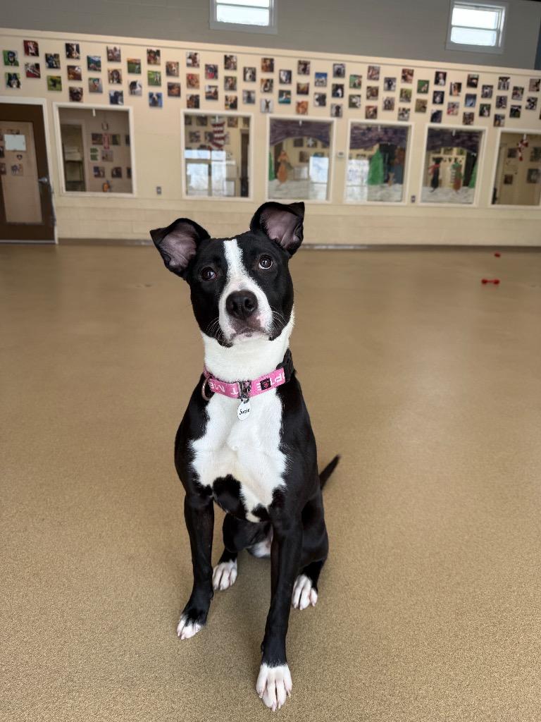 Enlarge Suzie, a Adoptable mixed breed in North Syracuse, NY image 1/2